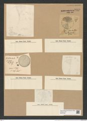 Coscinodiscus glacialis Grun. (de-Toni-Nr.: Genus 202, Species 4944) Zeichnungen Sammlung Grunow Nr. 8535 (NHMW-BOT-W0378165)
